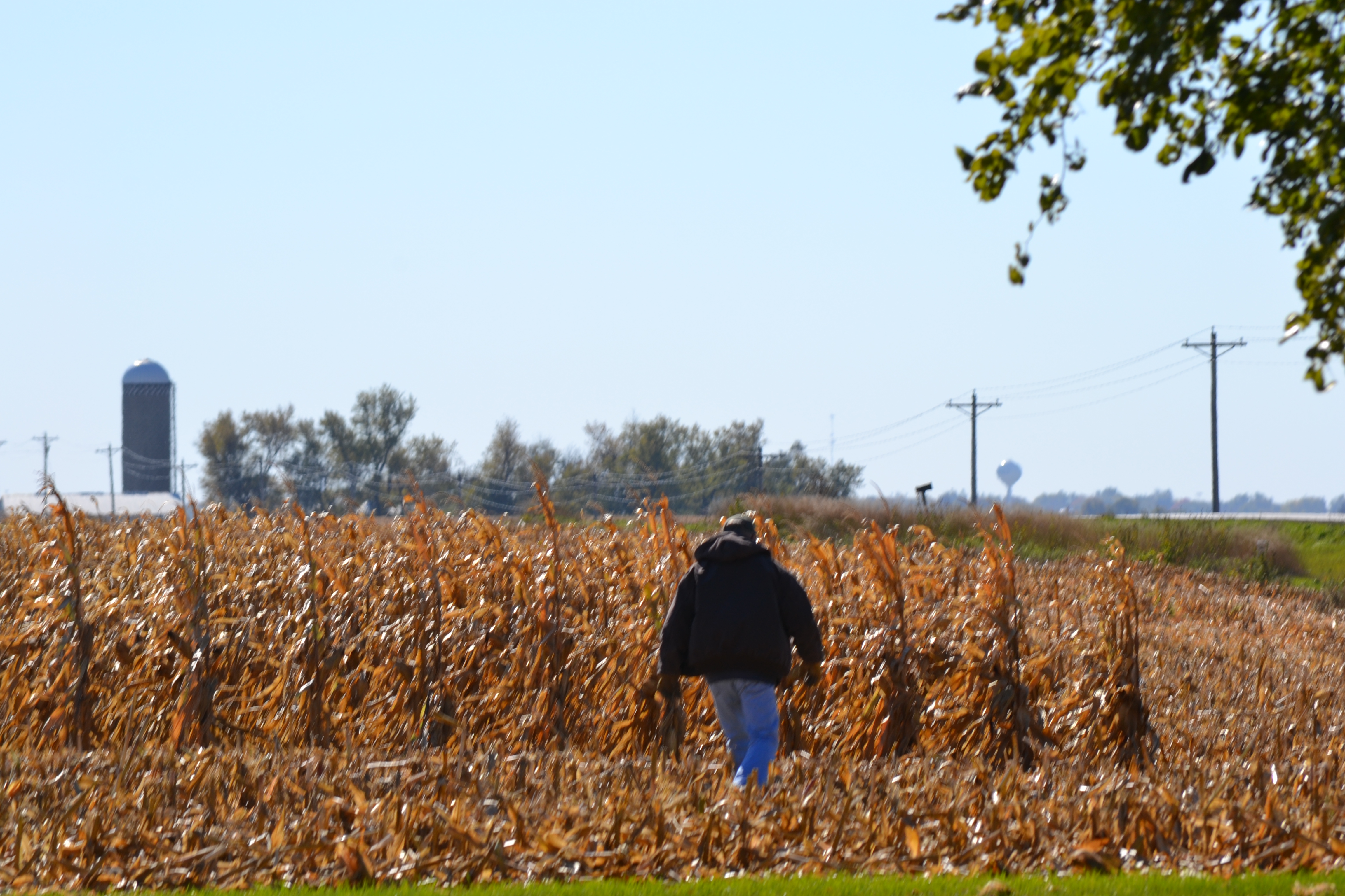 Dad in corn