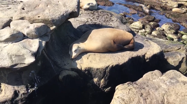 La Jolla 